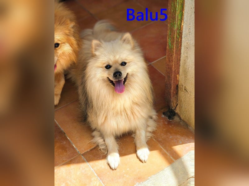 Balu5 geb. 02/2024 (ESP) - menschenbezogener, kleiner Wuschelbär!