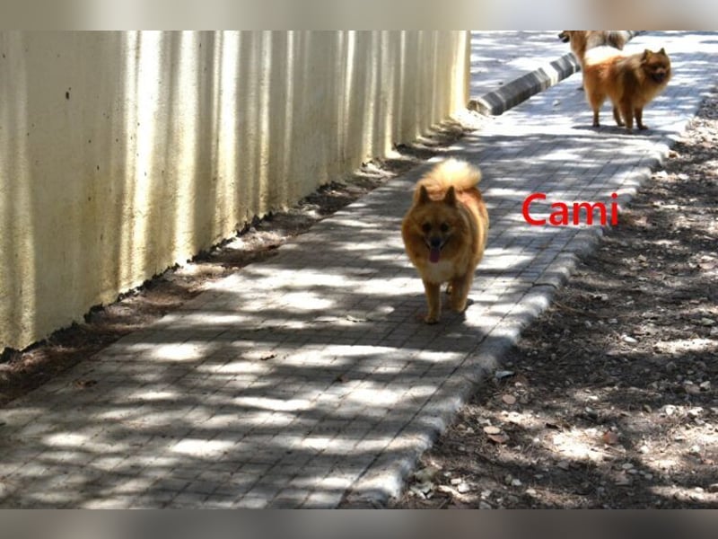 Cami geb. 05/2020 (ESP) - menschenbezogene und liebevolle Hundedame sucht ihre Menschen!