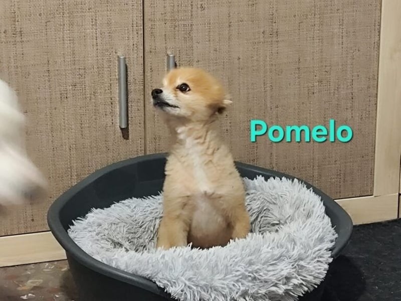 Pomelo geb. 07/2019 (ESP) - fröhlicher, katzenverträglicher Zwergspitz!