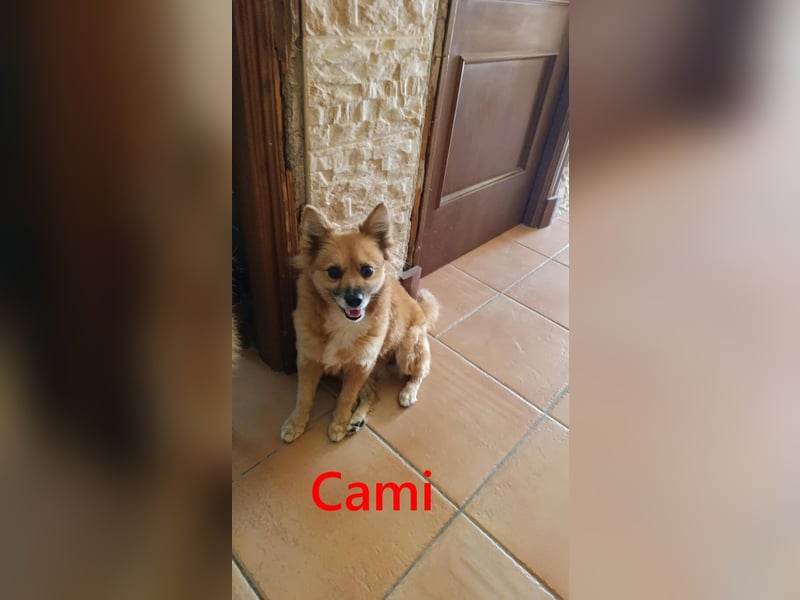 Cami geb. 05/2020 (ESP) - menschenbezogene und liebevolle Hundedame sucht ihre Menschen!
