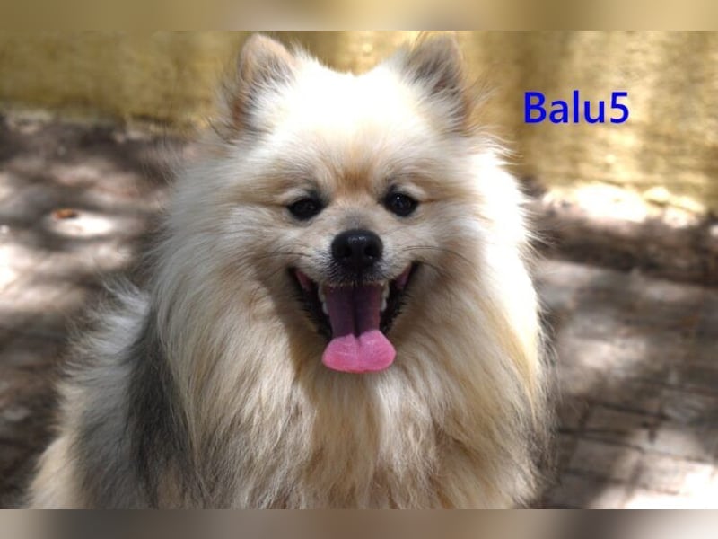 Balu5 geb. 02/2024 (ESP) - menschenbezogener, kleiner Wuschelbär!