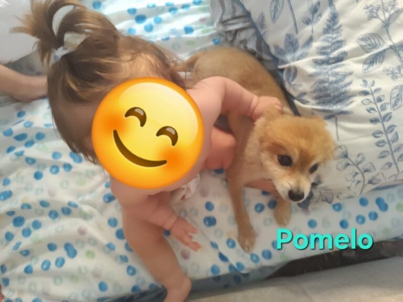 Pomelo geb. 07/2019 (ESP) - fröhlicher, katzenverträglicher Zwergspitz!
