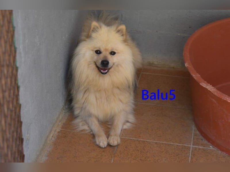 Balu5 geb. 02/2024 (ESP) - menschenbezogener, kleiner Wuschelbär!