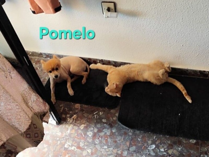 Pomelo geb. 07/2019 (ESP) - fröhlicher, katzenverträglicher Zwergspitz!