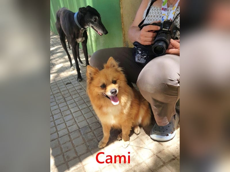 Cami geb. 05/2020 (ESP) - menschenbezogene und liebevolle Hundedame sucht ihre Menschen!