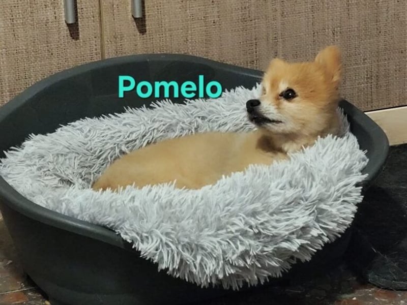 Pomelo geb. 07/2019 (ESP) - fröhlicher, katzenverträglicher Zwergspitz!