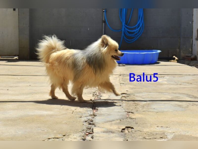 Balu5 geb. 02/2024 (ESP) - menschenbezogener, kleiner Wuschelbär!