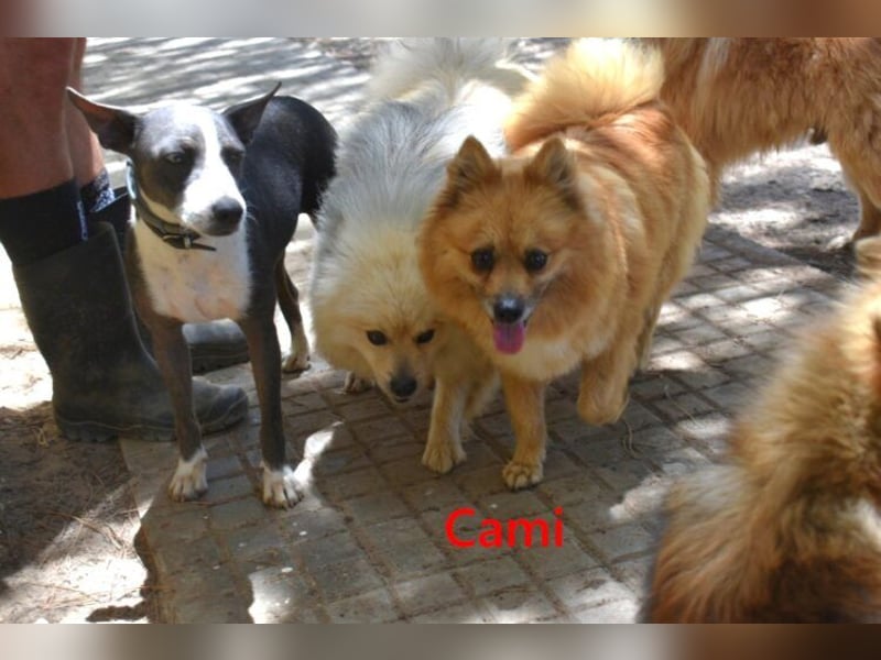 Cami geb. 05/2020 (ESP) - menschenbezogene und liebevolle Hundedame sucht ihre Menschen!