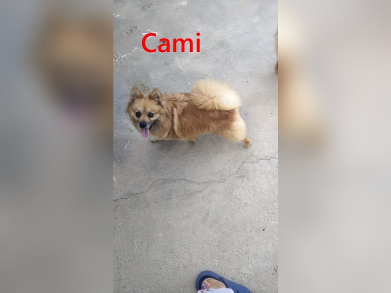 Cami geb. 05/2020 (ESP) - menschenbezogene und liebevolle Hundedame sucht ihre Menschen!