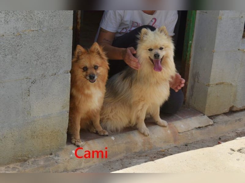 Cami geb. 05/2020 (ESP) - menschenbezogene und liebevolle Hundedame sucht ihre Menschen!