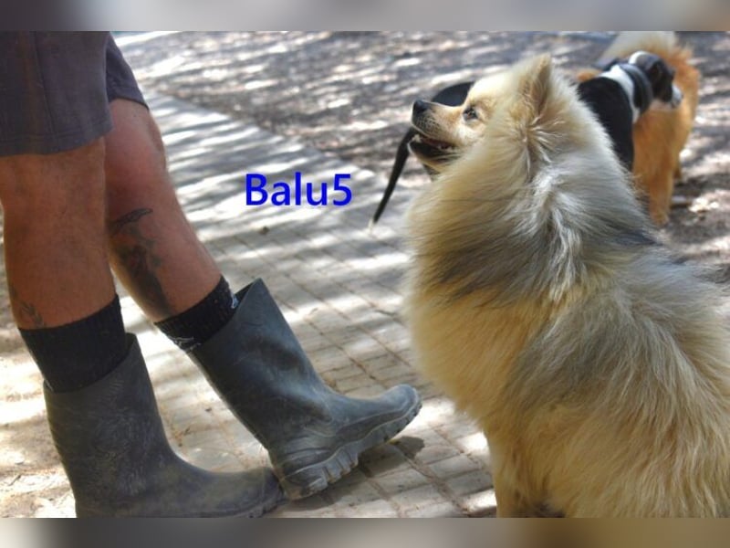 Balu5 geb. 02/2024 (ESP) - menschenbezogener, kleiner Wuschelbär!