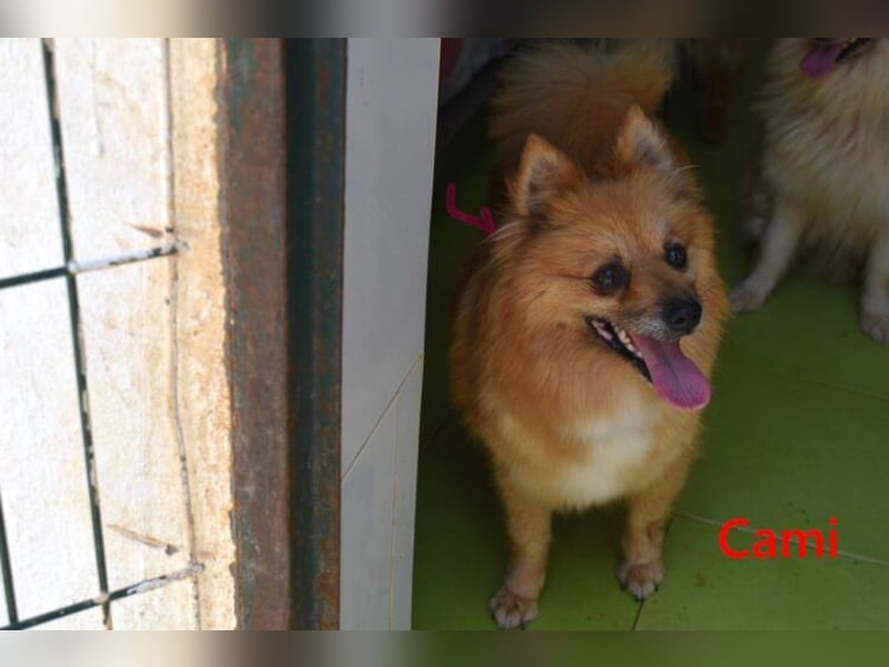Cami geb. 05/2020 (ESP) - menschenbezogene und liebevolle Hundedame sucht ihre Menschen!