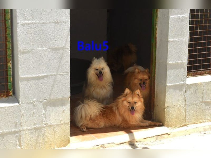 Balu5 geb. 02/2024 (ESP) - menschenbezogener, kleiner Wuschelbär!