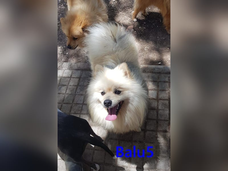 Balu5 geb. 02/2024 (ESP) - menschenbezogener, kleiner Wuschelbär!