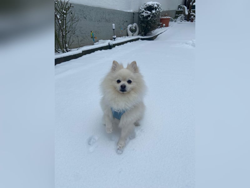 Milow Aufgeweckter Zwergspitz sucht liebevolles Zuhause!