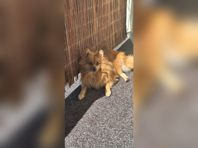 Nelly - ihr Frauchen kann sie nicht mehr versorgen