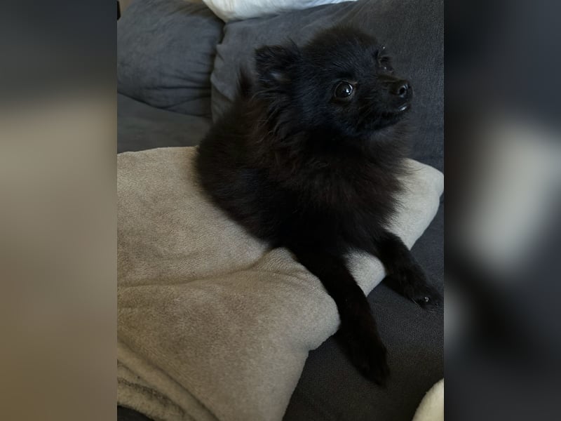 Zwergspitz Koda abzugeben