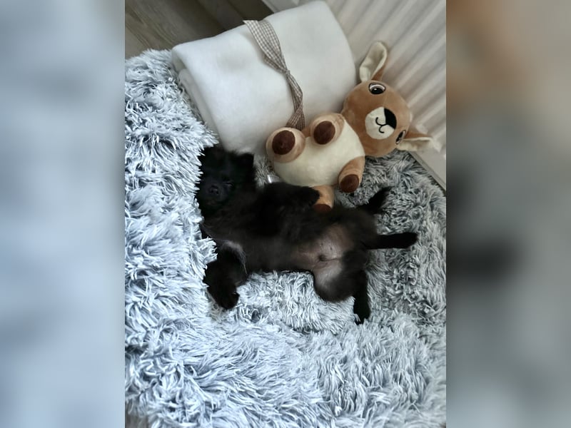 Zwergspitz Koda abzugeben