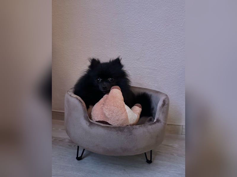 Zwergspitz Koda abzugeben