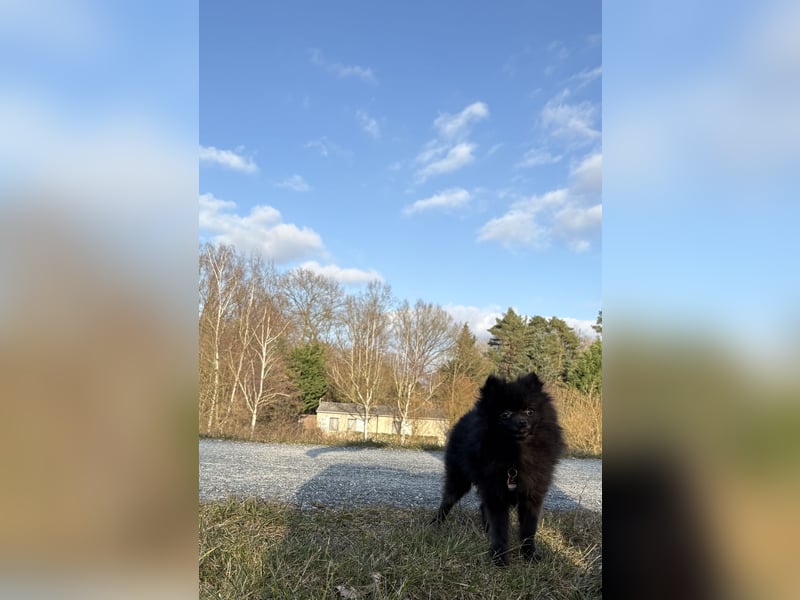 Zwergspitz Koda abzugeben