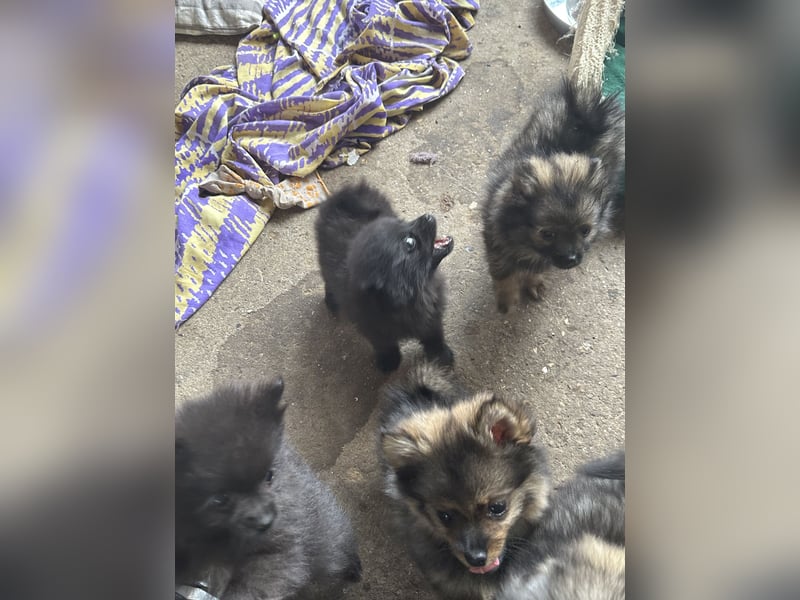 Zwergspitz Koda abzugeben