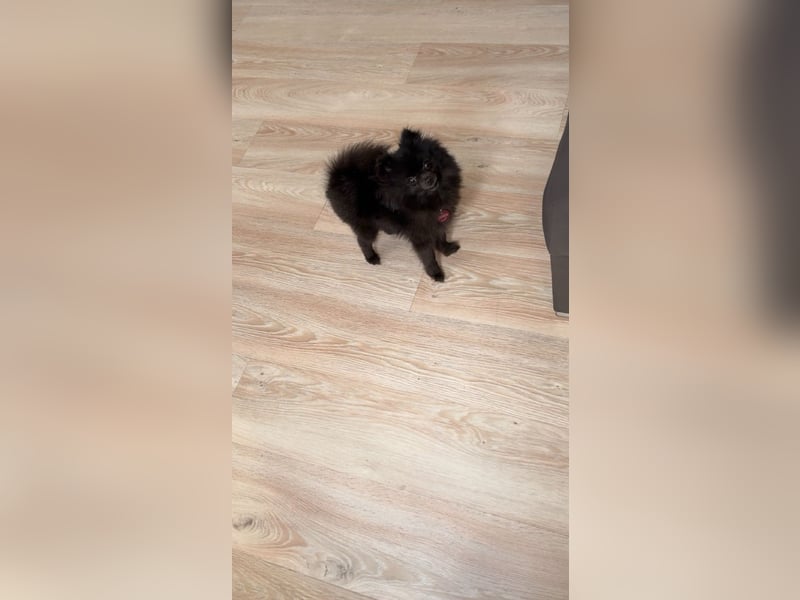 Zwergspitz Koda abzugeben