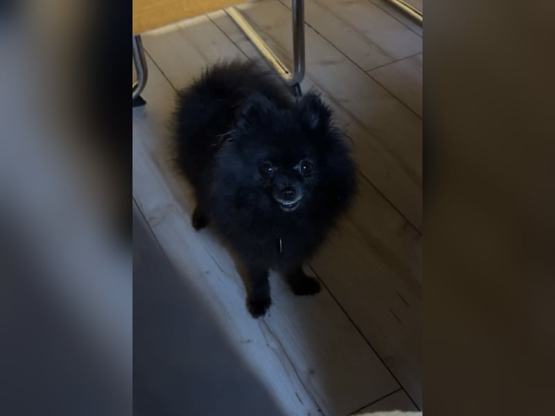 Zwergspitz Koda abzugeben