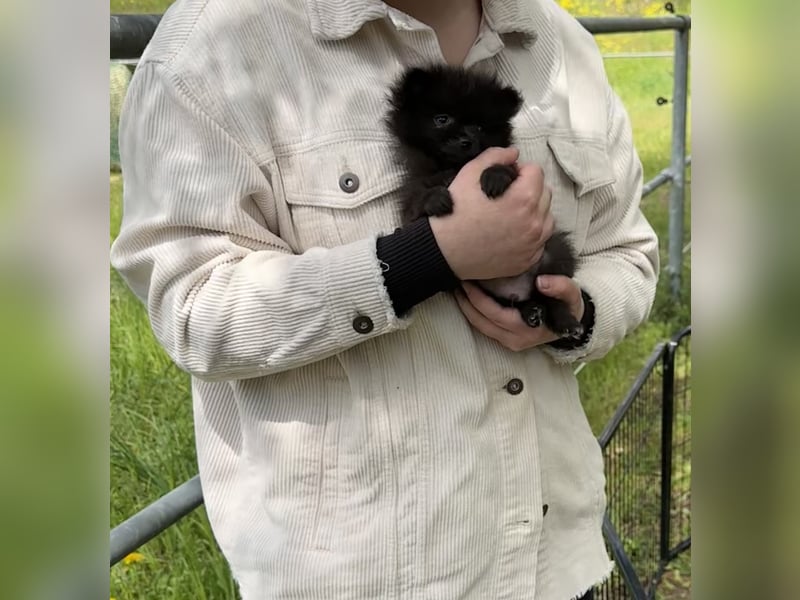 Zwergspitz Koda abzugeben