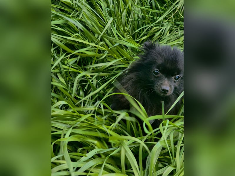 Zwergspitz Koda abzugeben