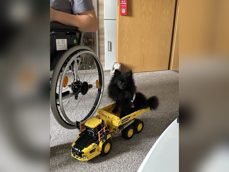 Zwergspitz Koda abzugeben