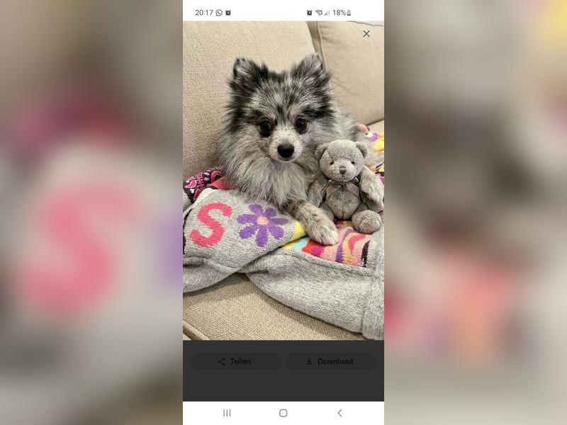 Pomeranian rüde