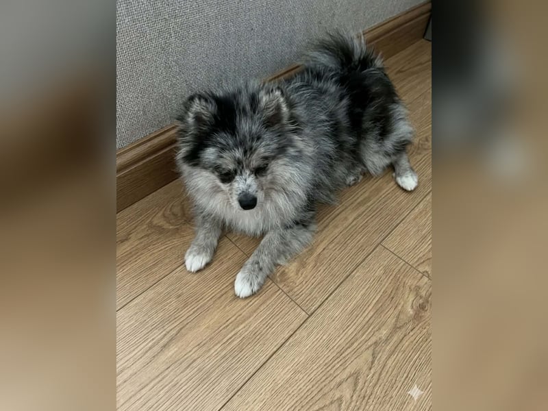 Pomeranian rüde