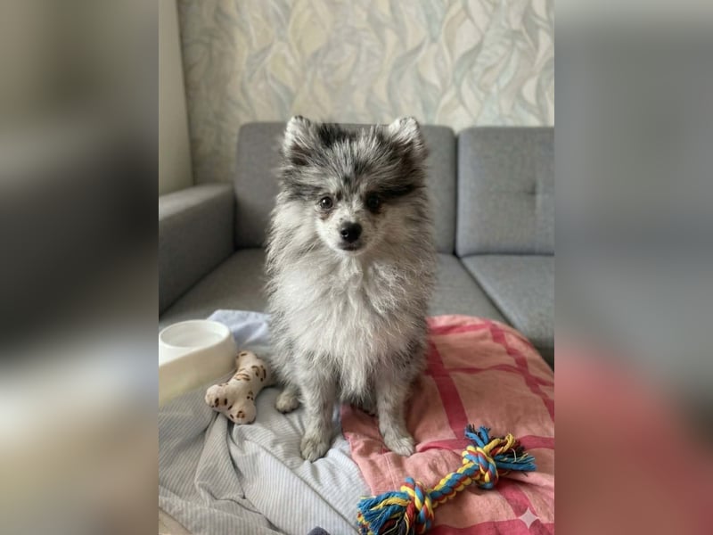 Pomeranian rüde