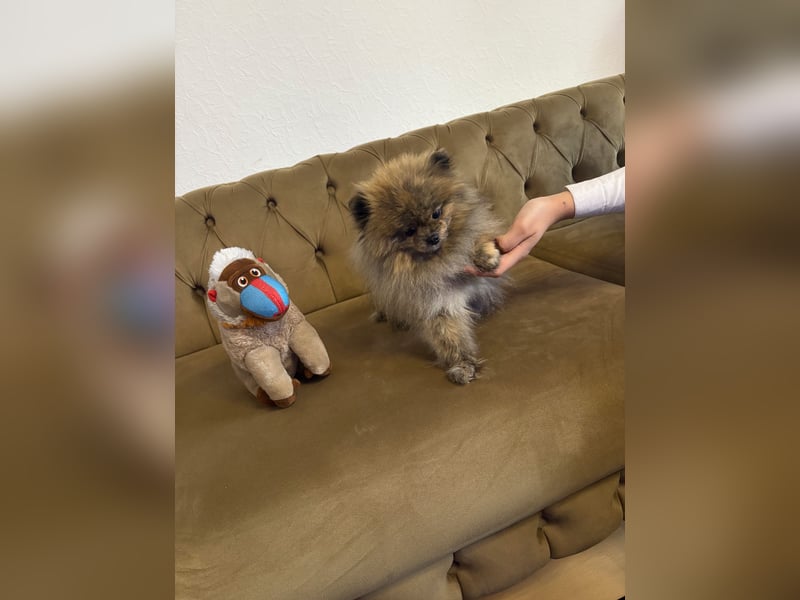 Zwergspitz /Pomeranian 1 jahre alt Rüde