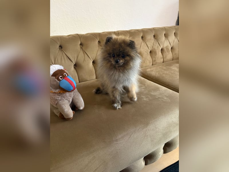 Zwergspitz /Pomeranian 1 jahre alt Rüde