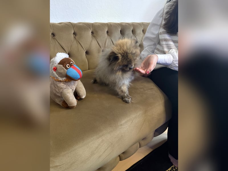 Zwergspitz /Pomeranian 1 jahre alt Rüde