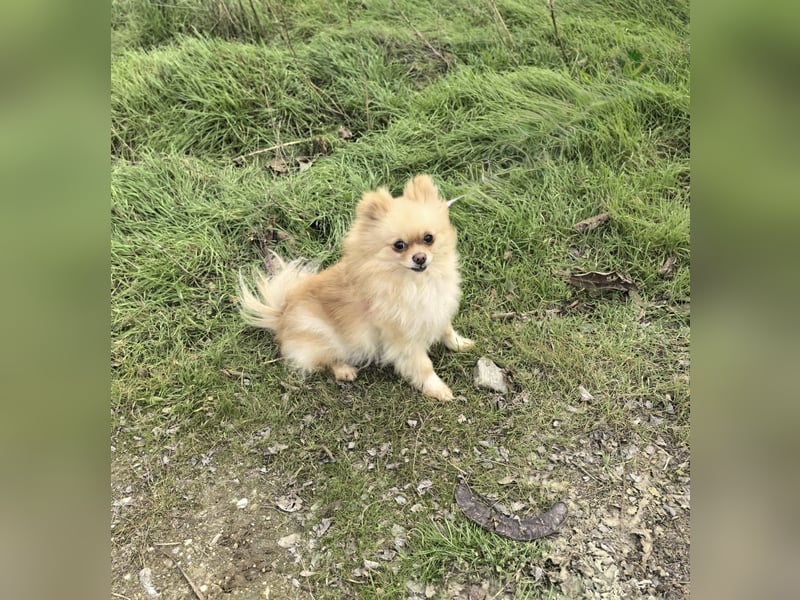 Pomeranien Cookie sucht ein Zuhause