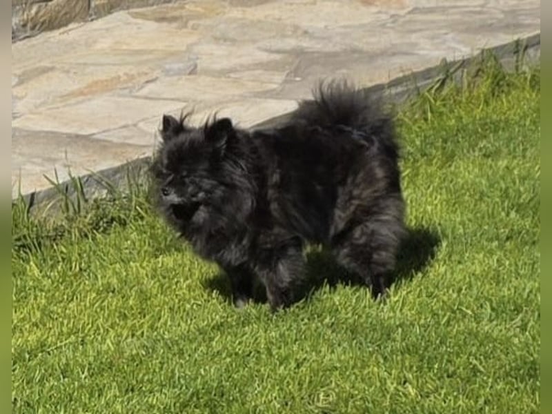 Pomeranien Mädchen Terisa