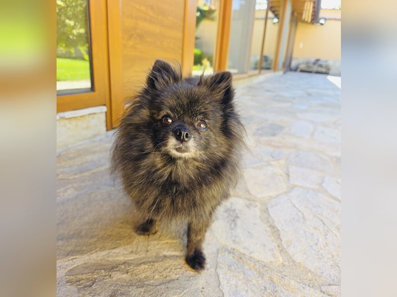 Pomeranien Mädchen Terisa