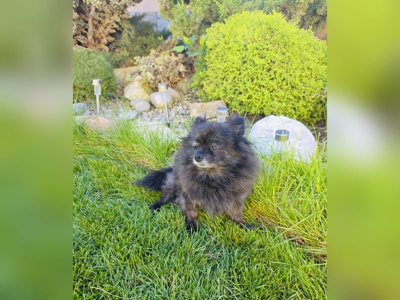 Pomeranien Mädchen Terisa