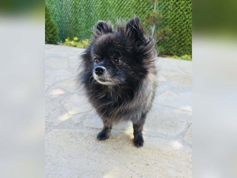 Pomeranien Mädchen Terisa