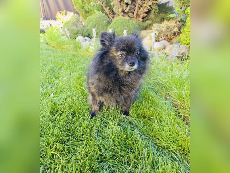Pomeranien Mädchen Terisa