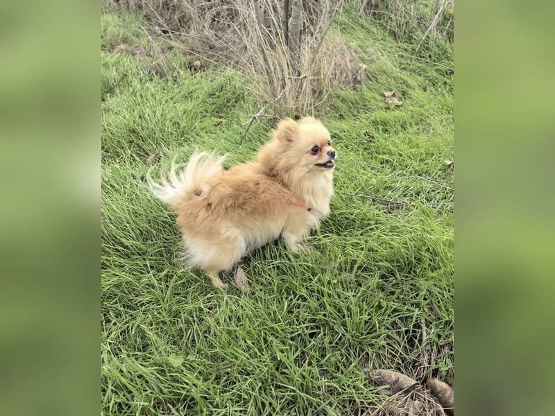 Pomeranien Cookie sucht ein Zuhause