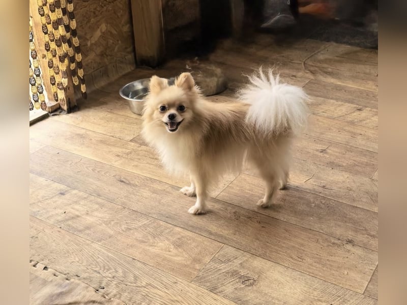 Pomeranien Cookie sucht ein Zuhause