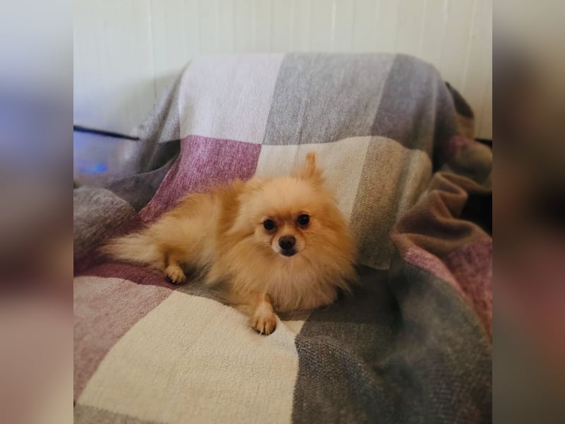 Pomeranien Cookie sucht ein Zuhause