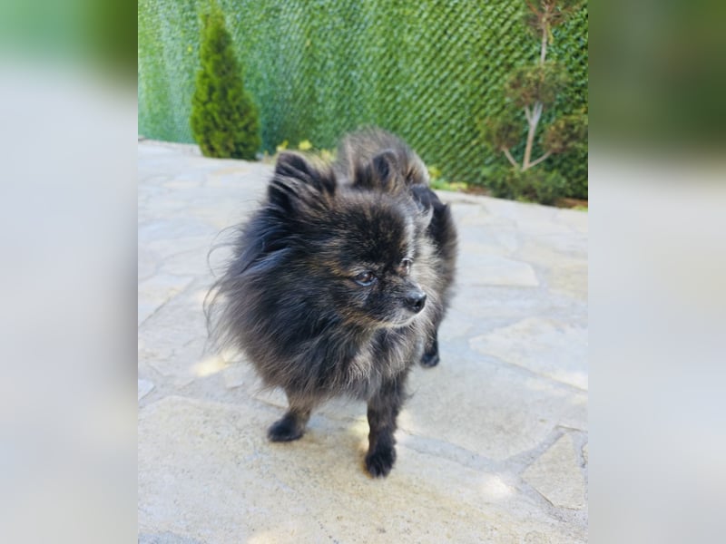 Pomeranien Mädchen Terisa