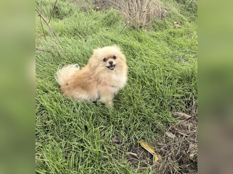 Pomeranien Cookie sucht ein Zuhause
