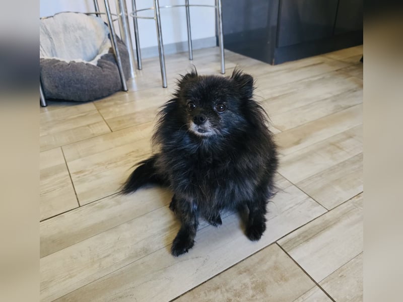 Pomeranien Mädchen Terisa