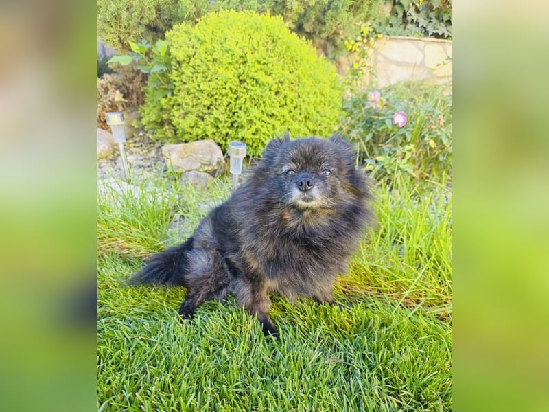 Pomeranien Mädchen Terisa
