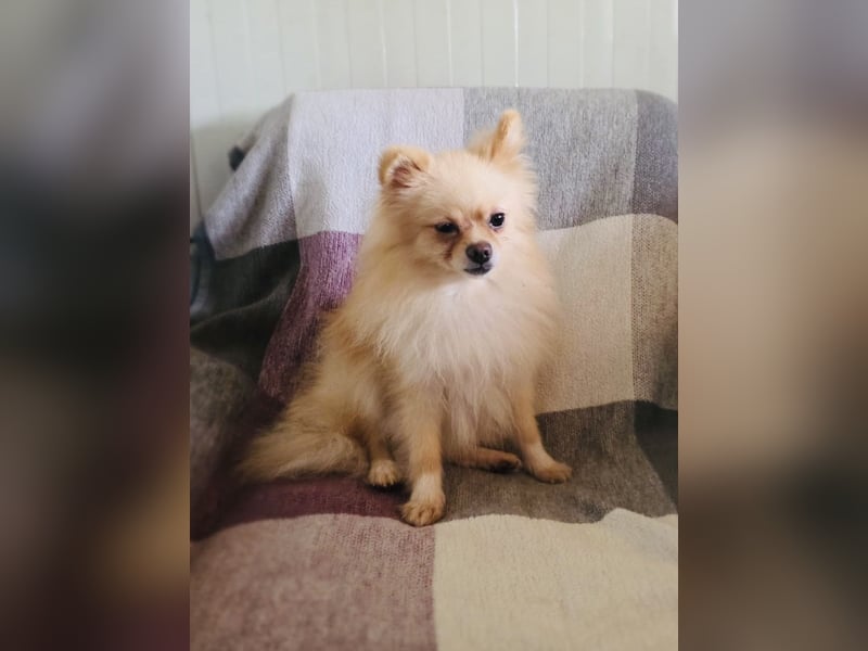 Pomeranien Cookie sucht ein Zuhause